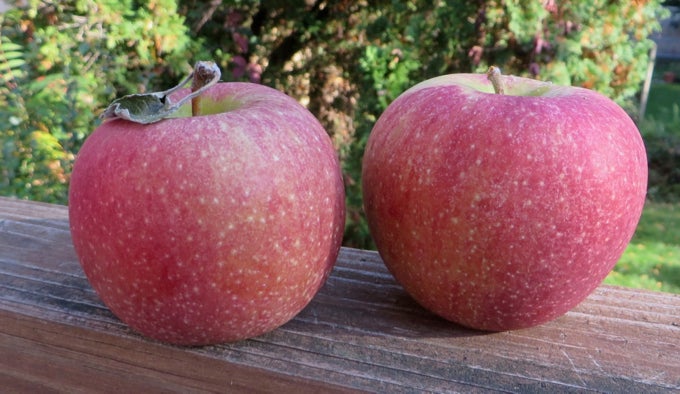 Apples Spartan Go Naked Veg